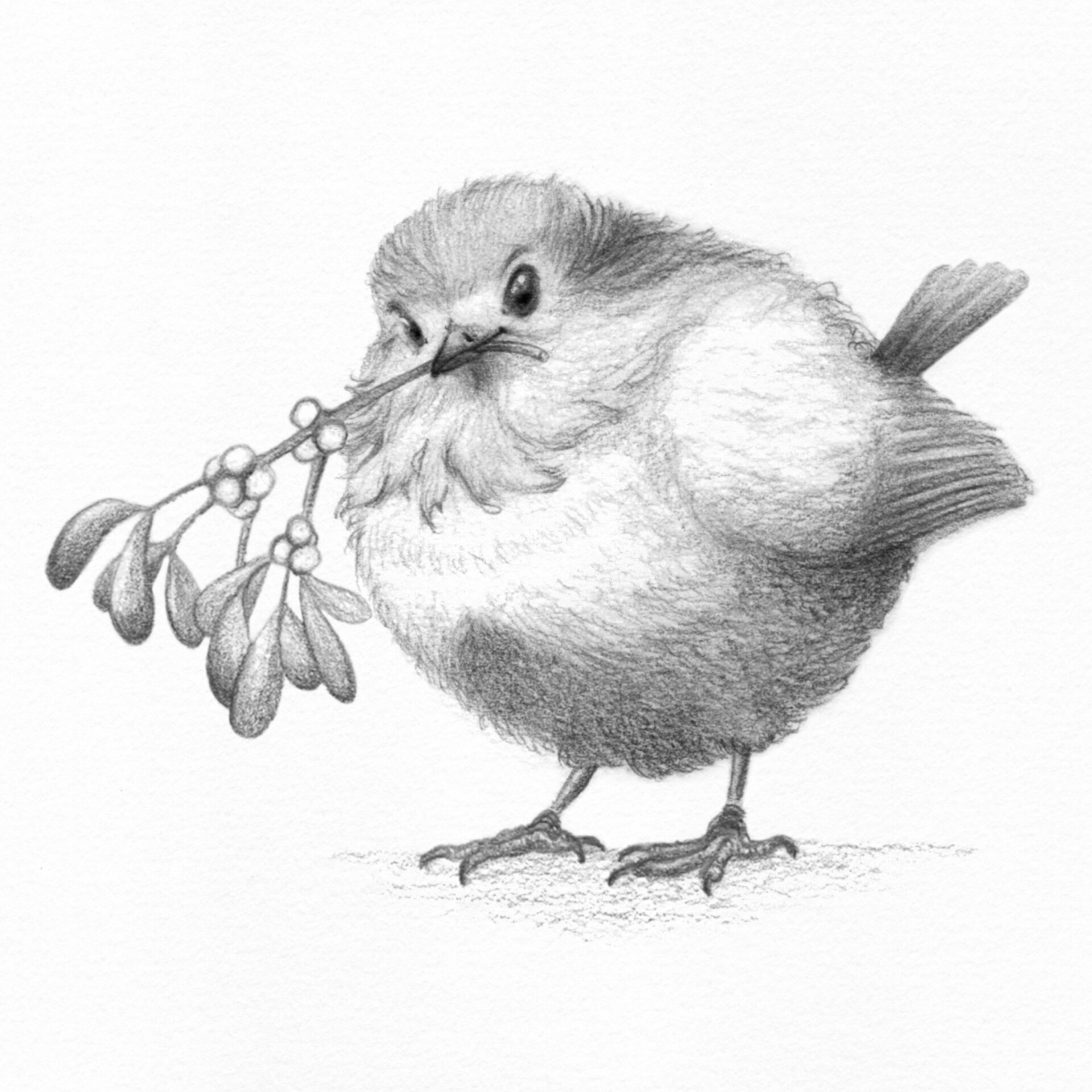 mistletoe pencil drawing