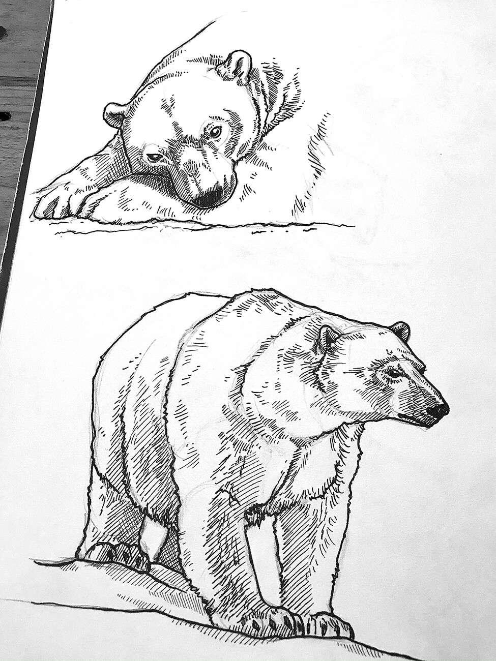 Soft animal - polar bears