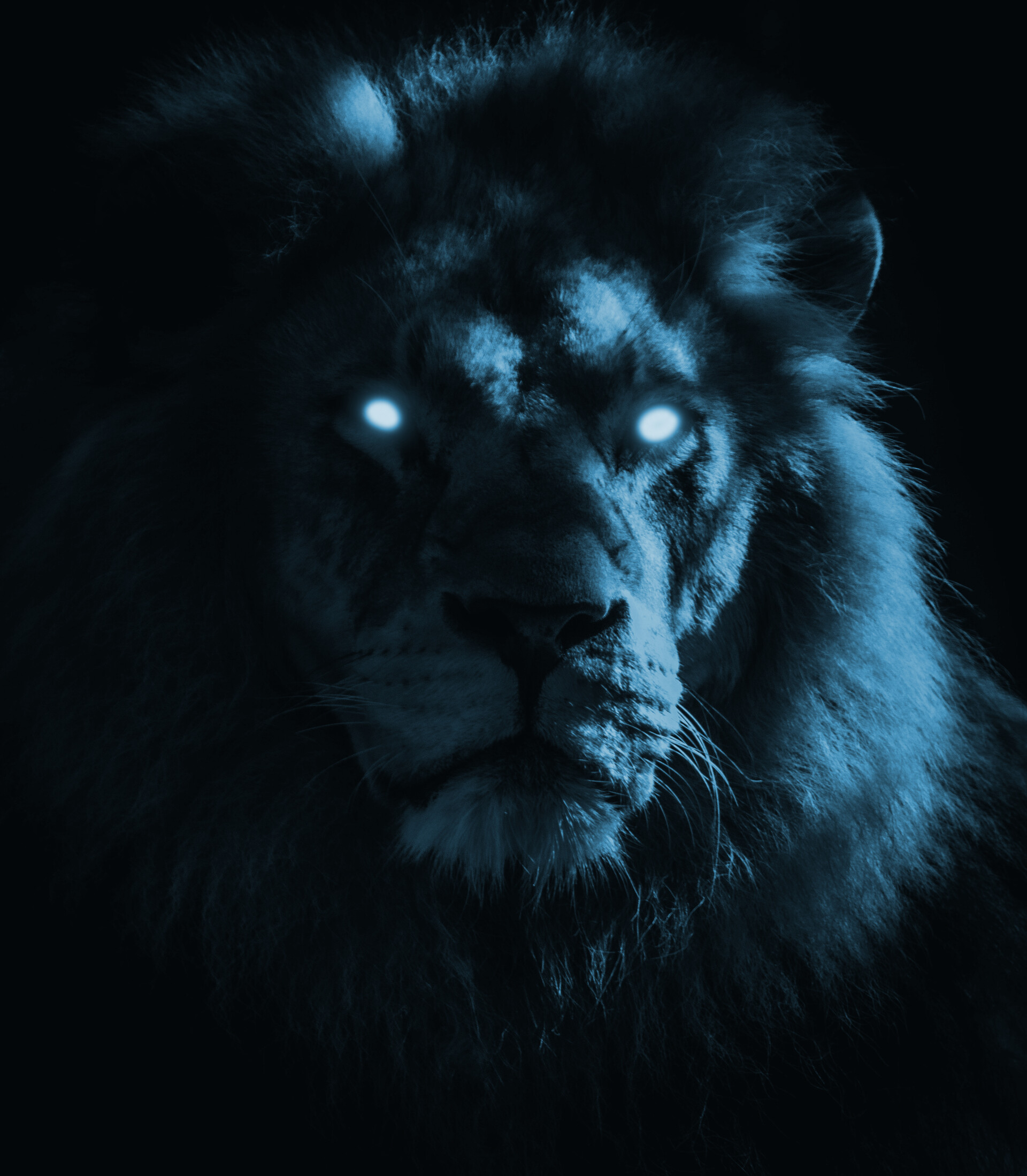 black lion with blue eyes wallpaper