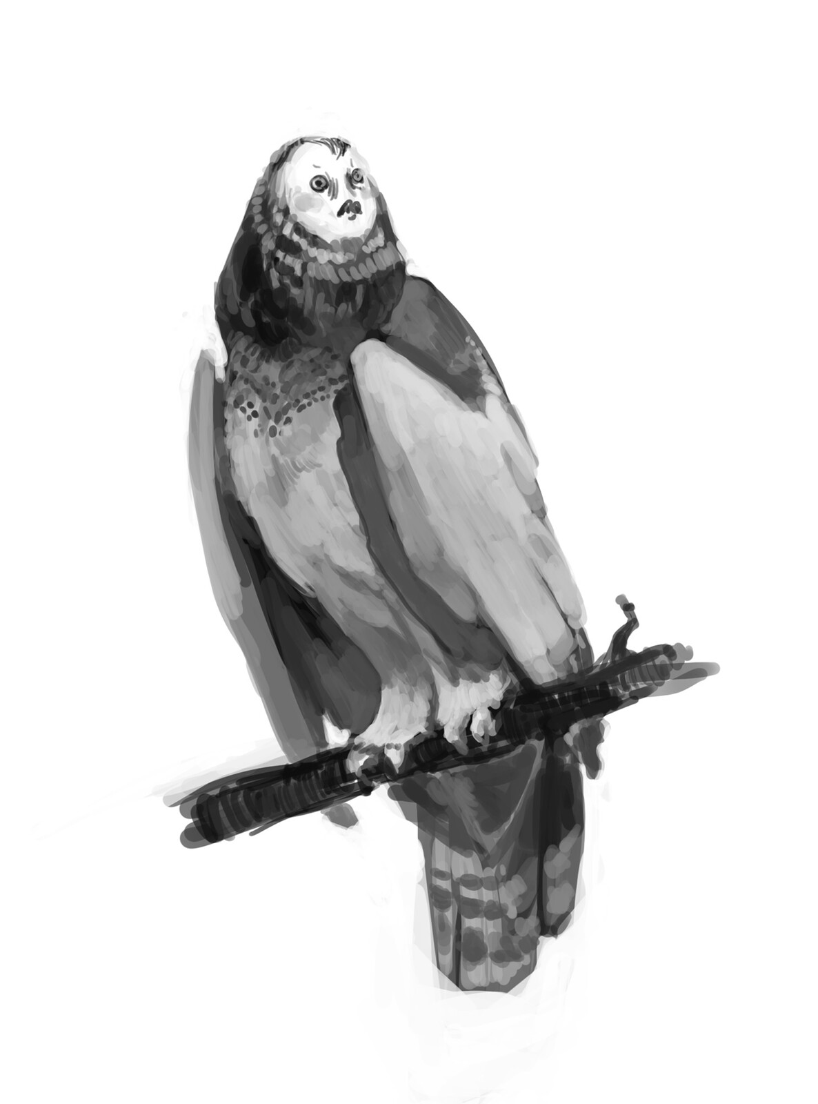 owl woman