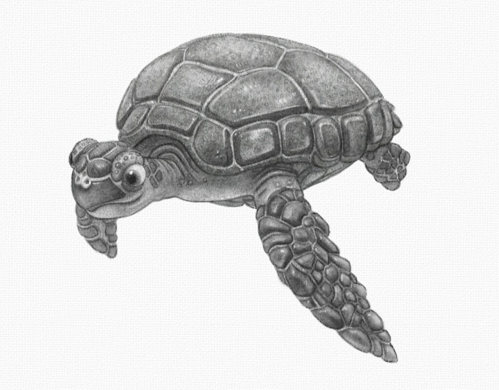 Turtle Pencil drawing by Valerija Popova | Artfinder