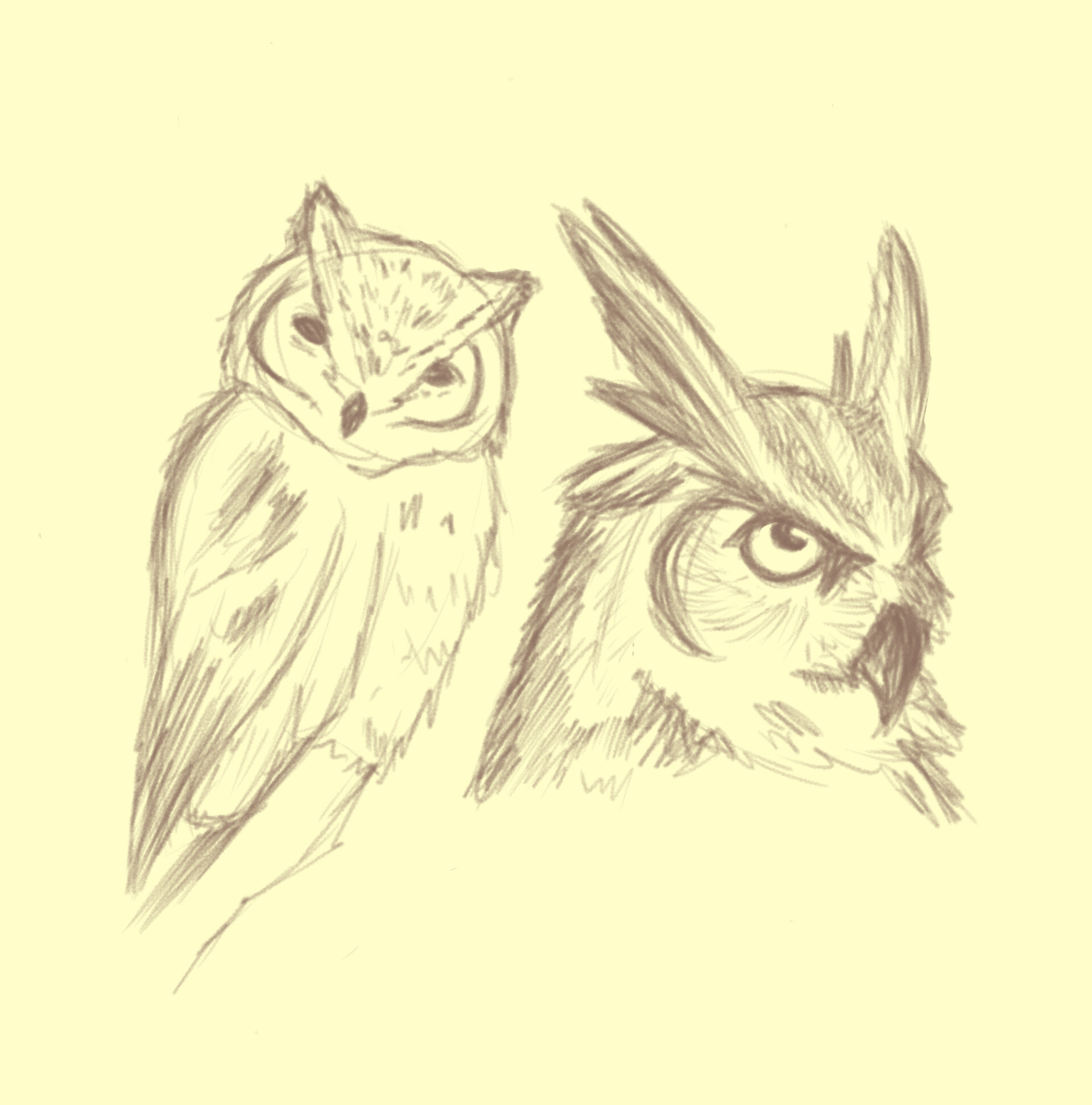 ArtStation - Owl sketch