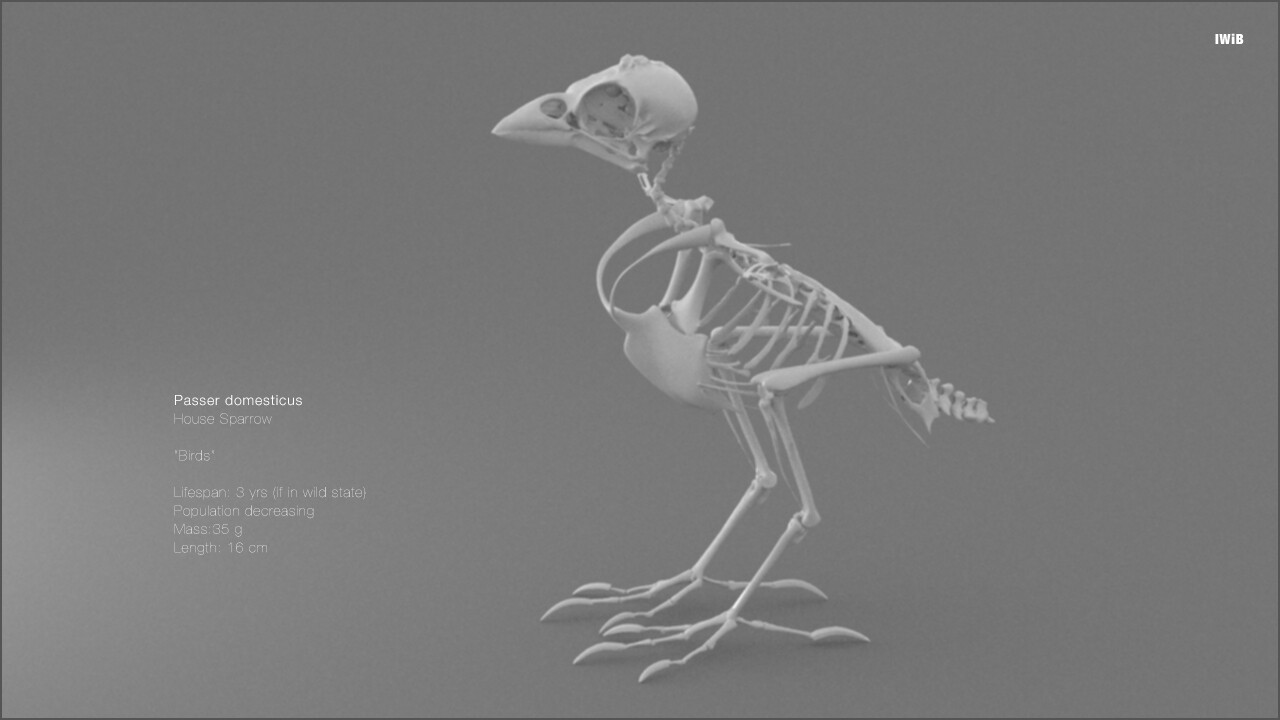 sparrow skeleton