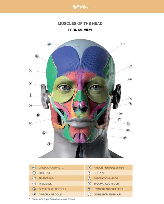 Front view - Facial muscles