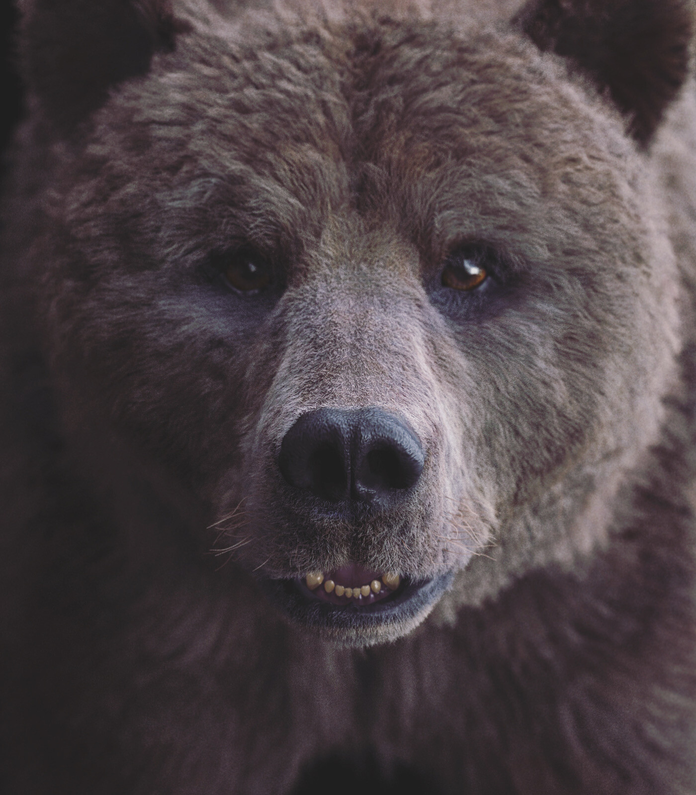 New bear