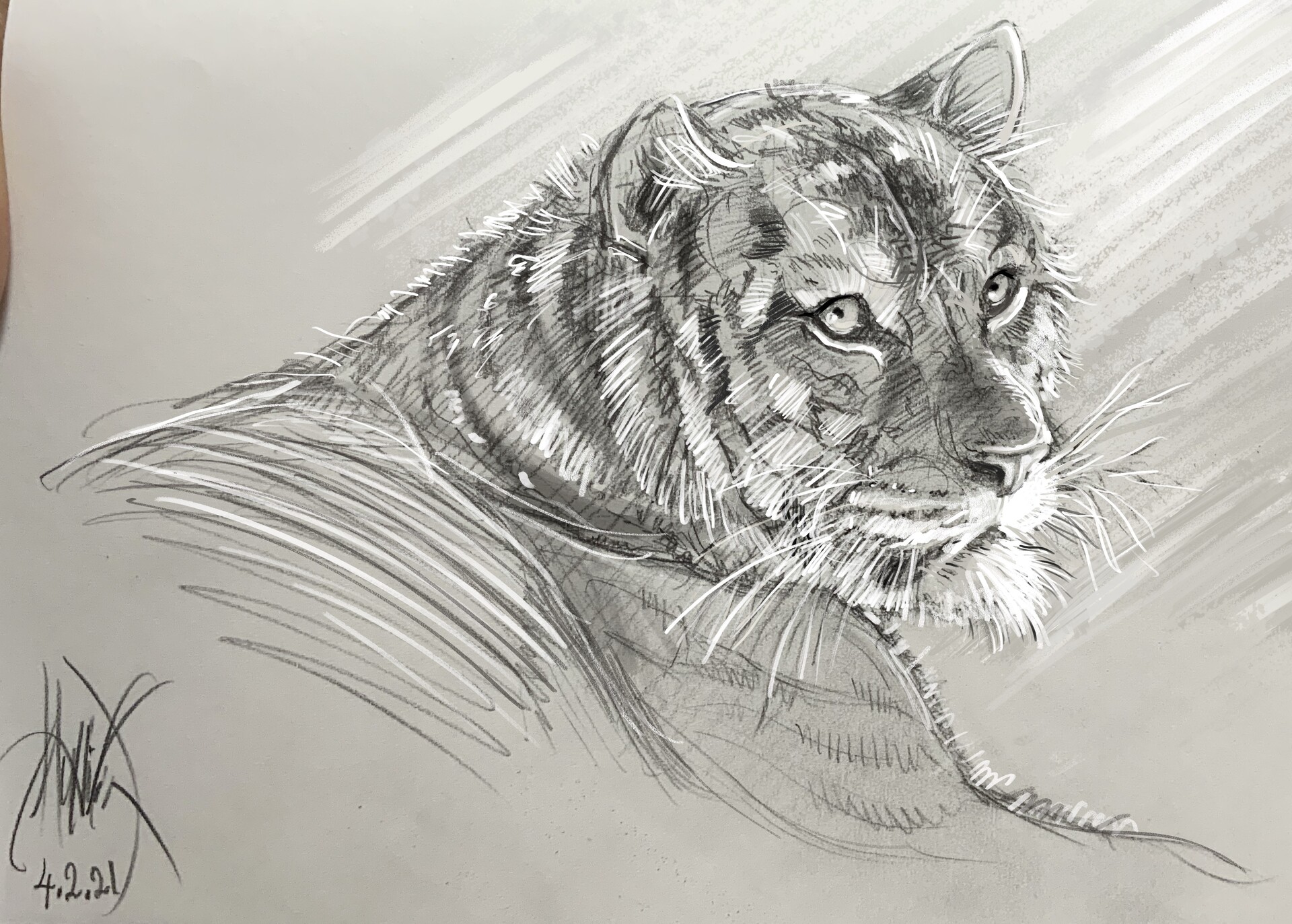Aggregate 164+ realistic pencil tiger drawing