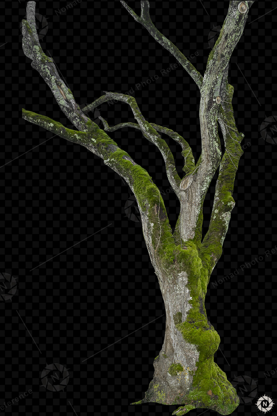 From the PNG Photo Pack: Tree Trunks

https://www.artstation.com/a/2773735