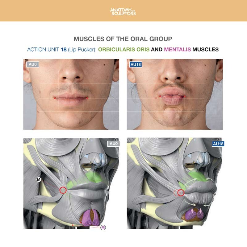 Lip Pucker - Orbicularis Oris and Mentalis