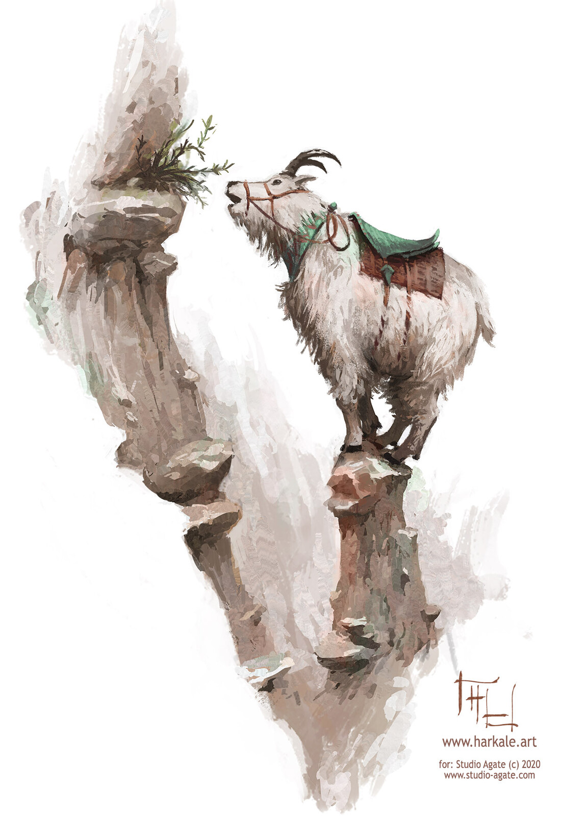 Mountain goat grazing