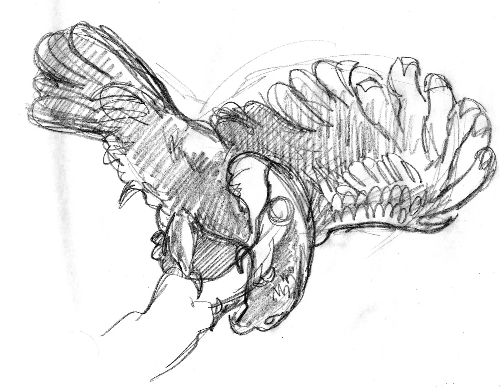 From a mounted specimen.