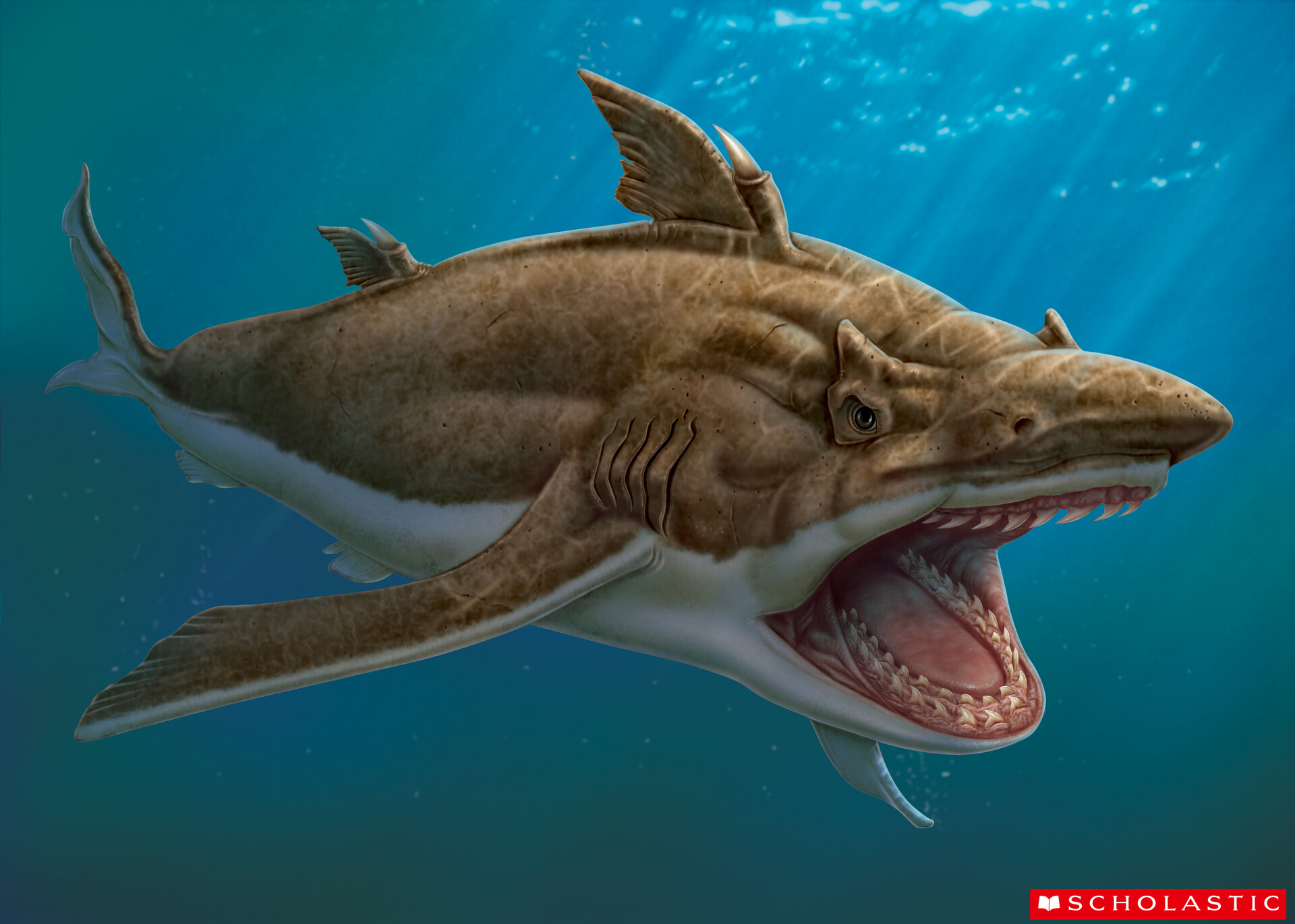 Hybodus shark Illustration done in Photoshop © scholastic face to face. 