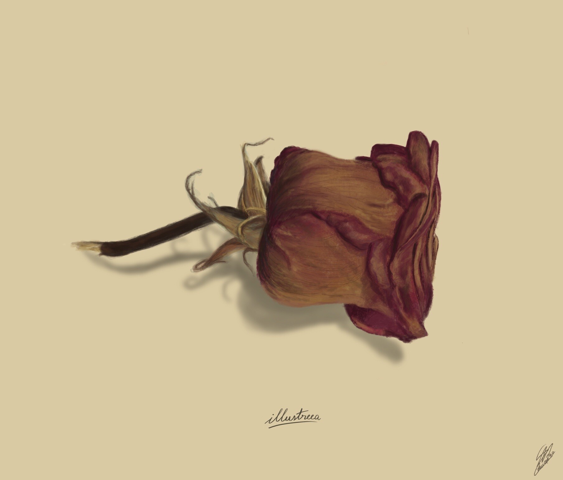 Artstation - Dried Rose Study