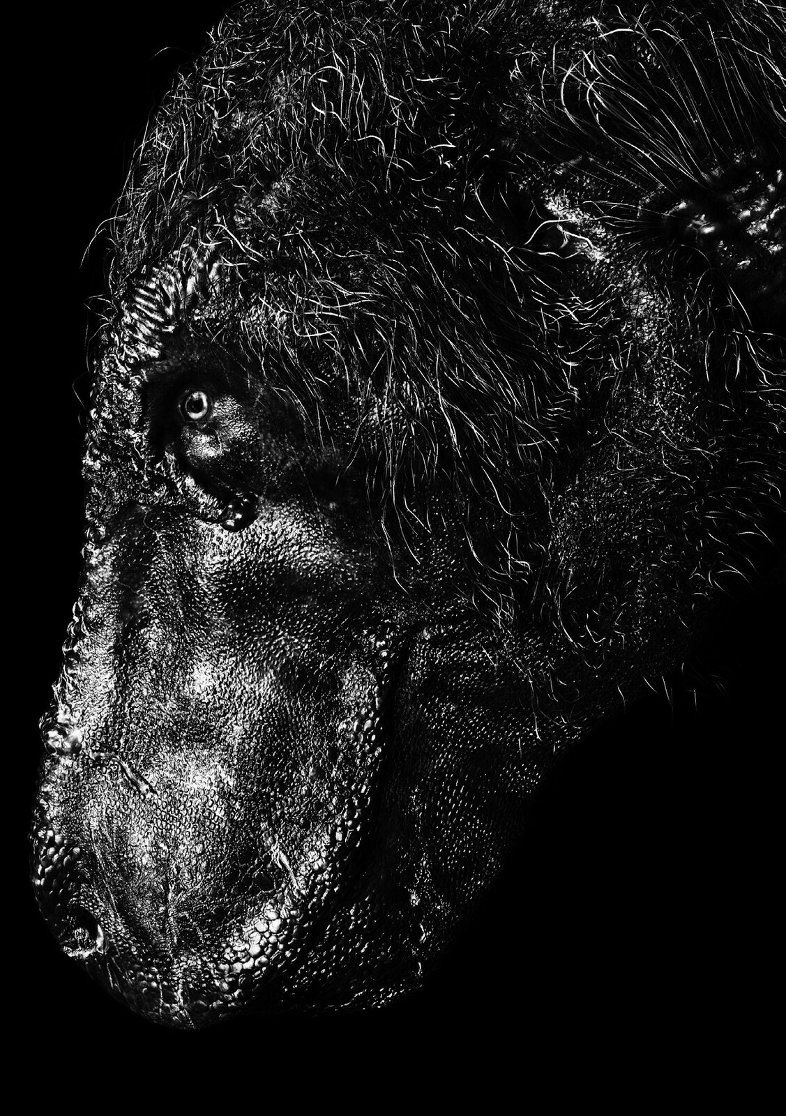 Tyrannosaurus rex