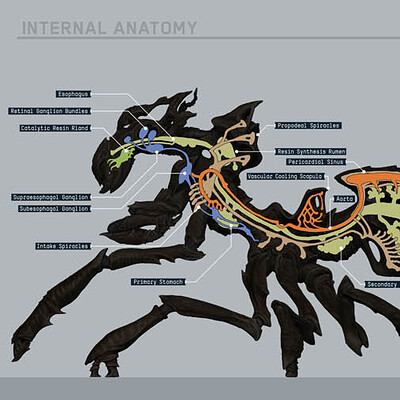 Ender's Game: Formic Drones Anatomy Charts