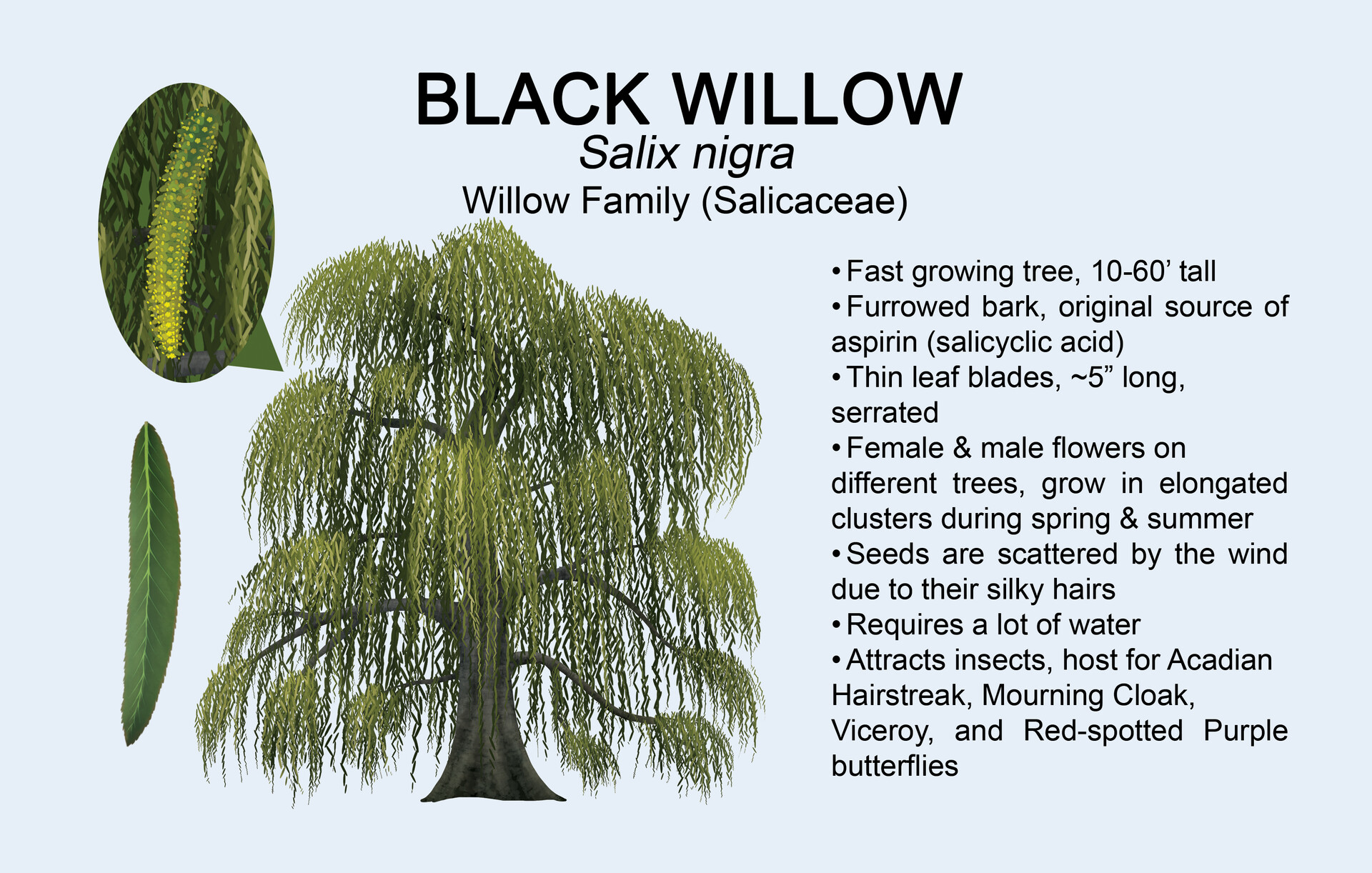 Black willow tree