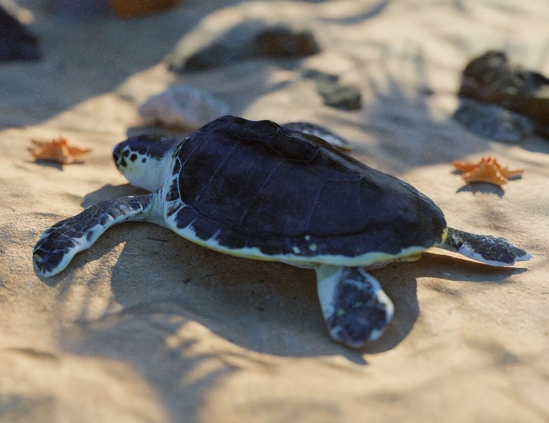 ArtStation - Sea Turtle