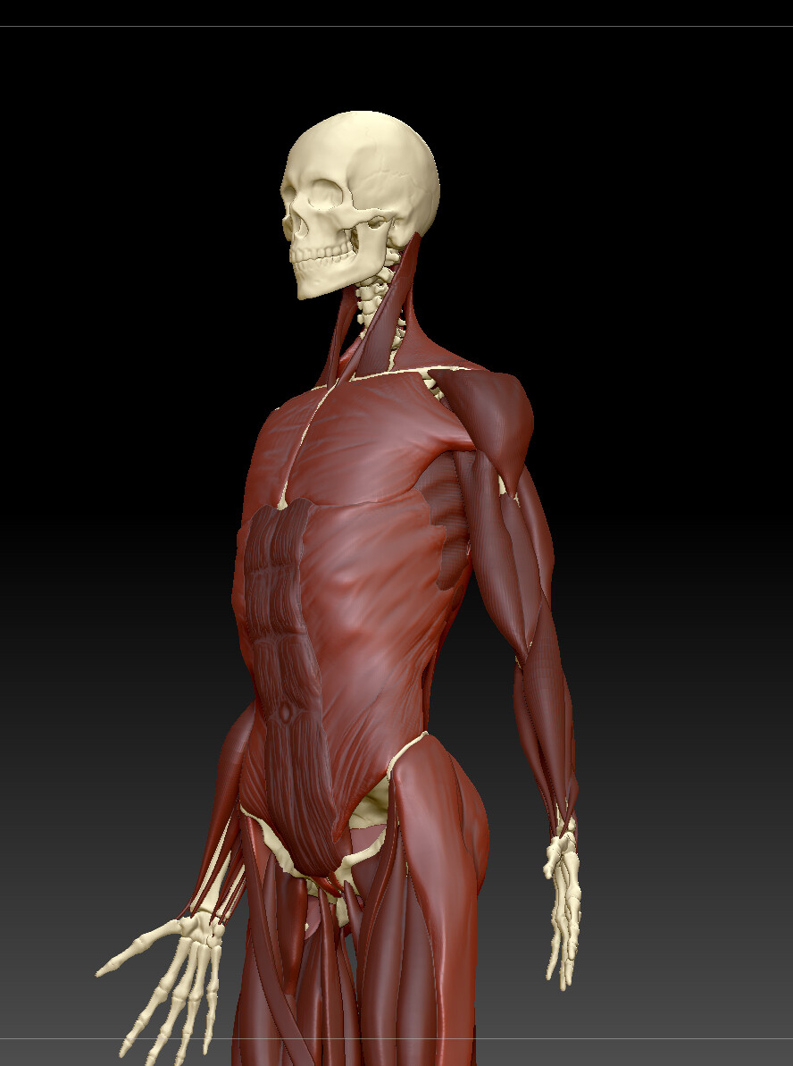 ArtStation - Female Major Muscle Groups - Figure Sculpting Anatomy Study