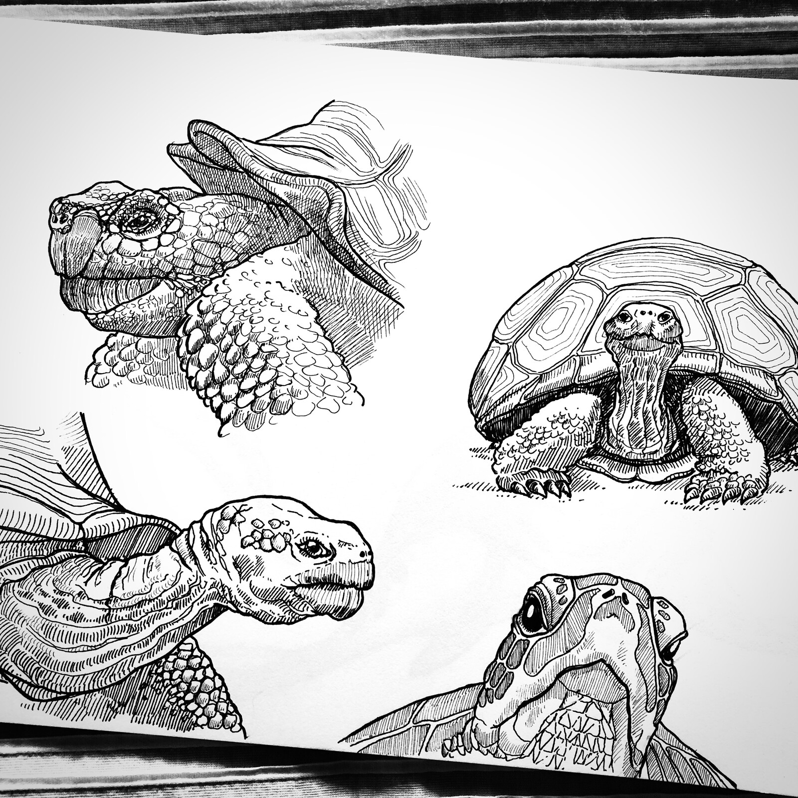 Soft animal - Turtles
