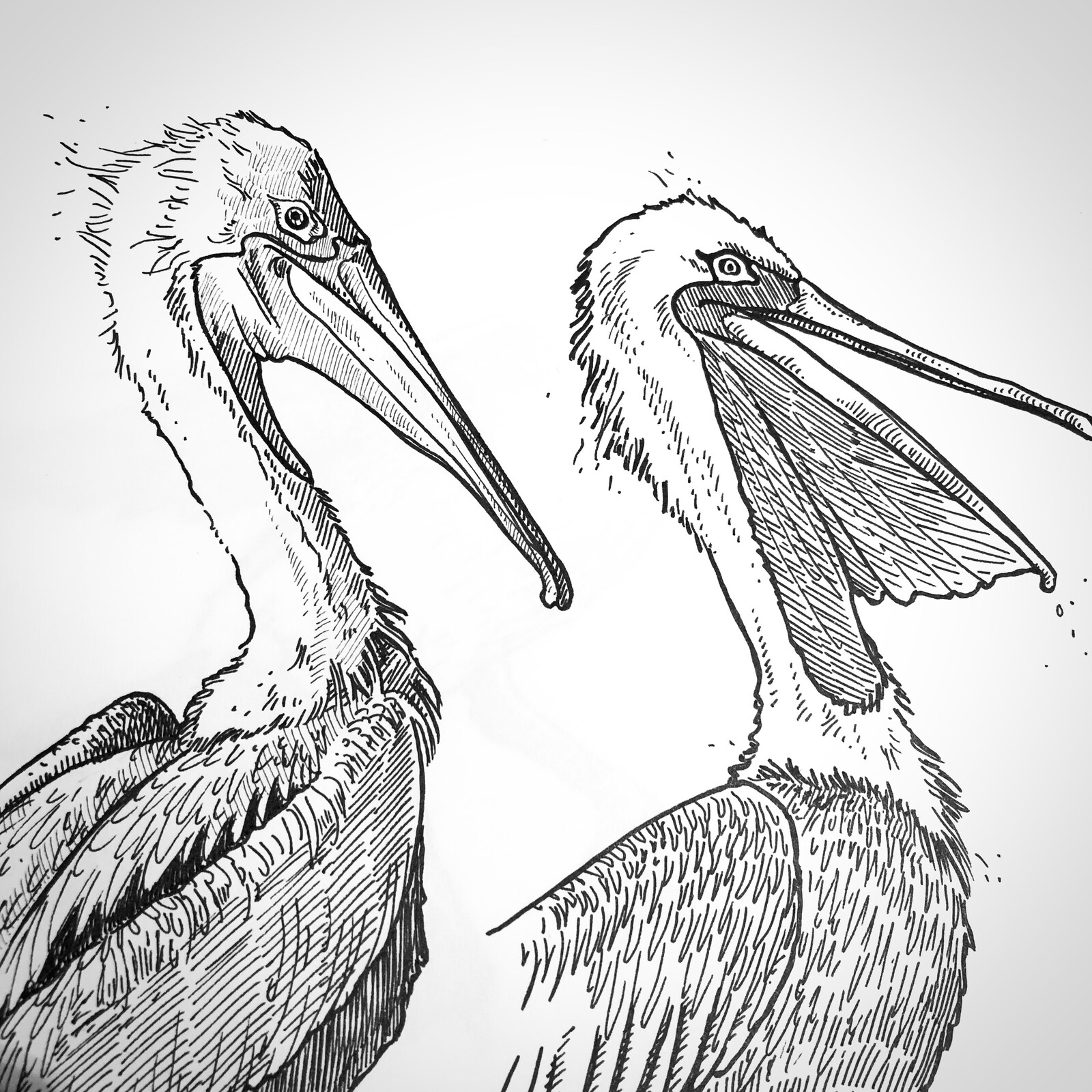 Sea Creatures - The Pelican