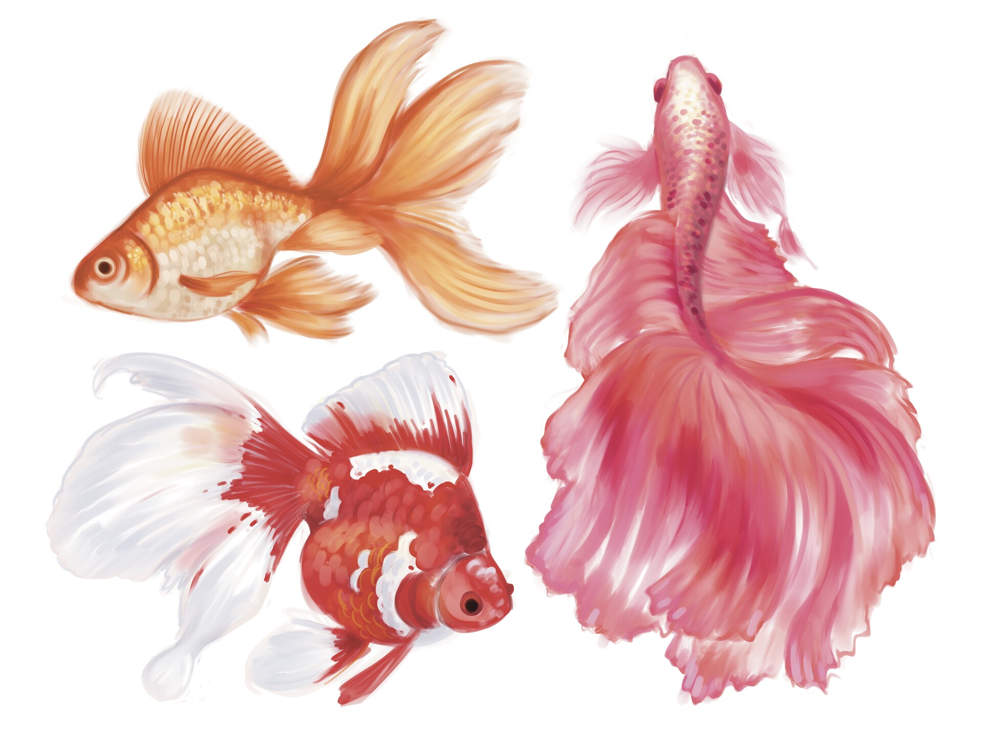 veiltail goldfish drawing