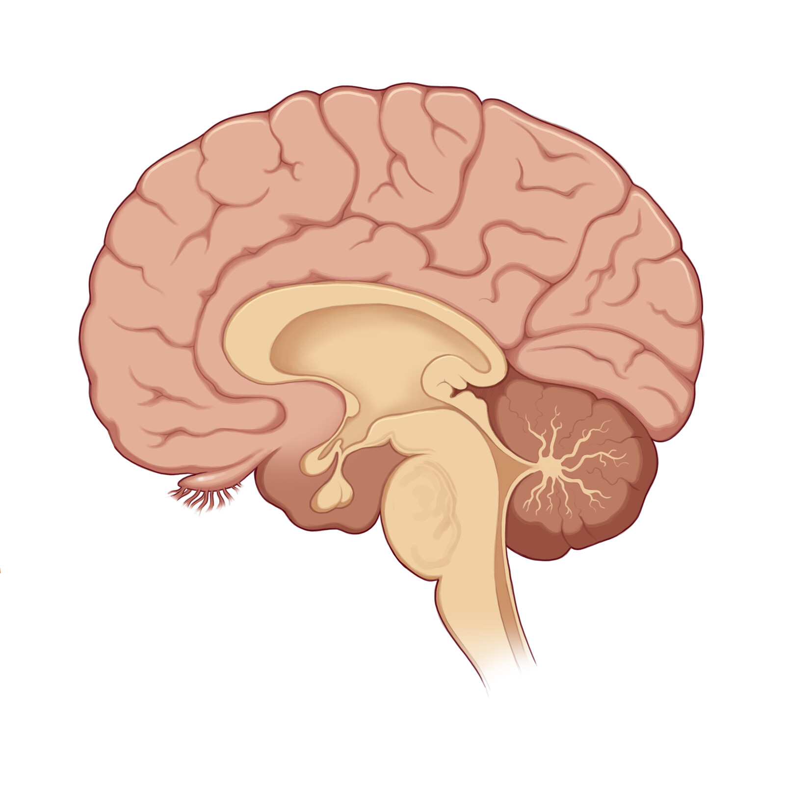 The human brain without color-coding and the Hippocampus. 