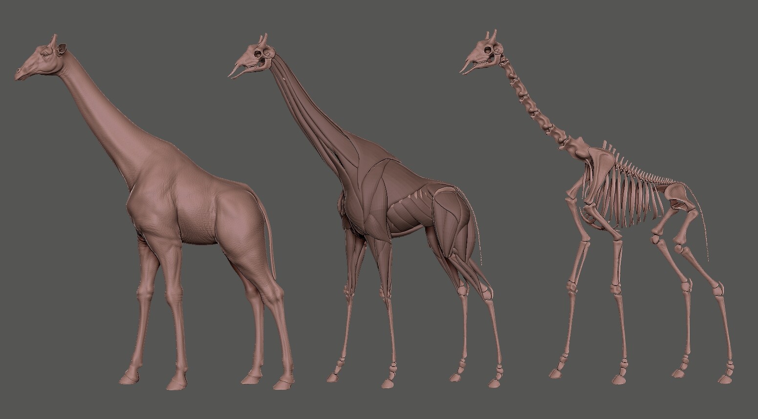 ArtStation - Giraffe 3D Model