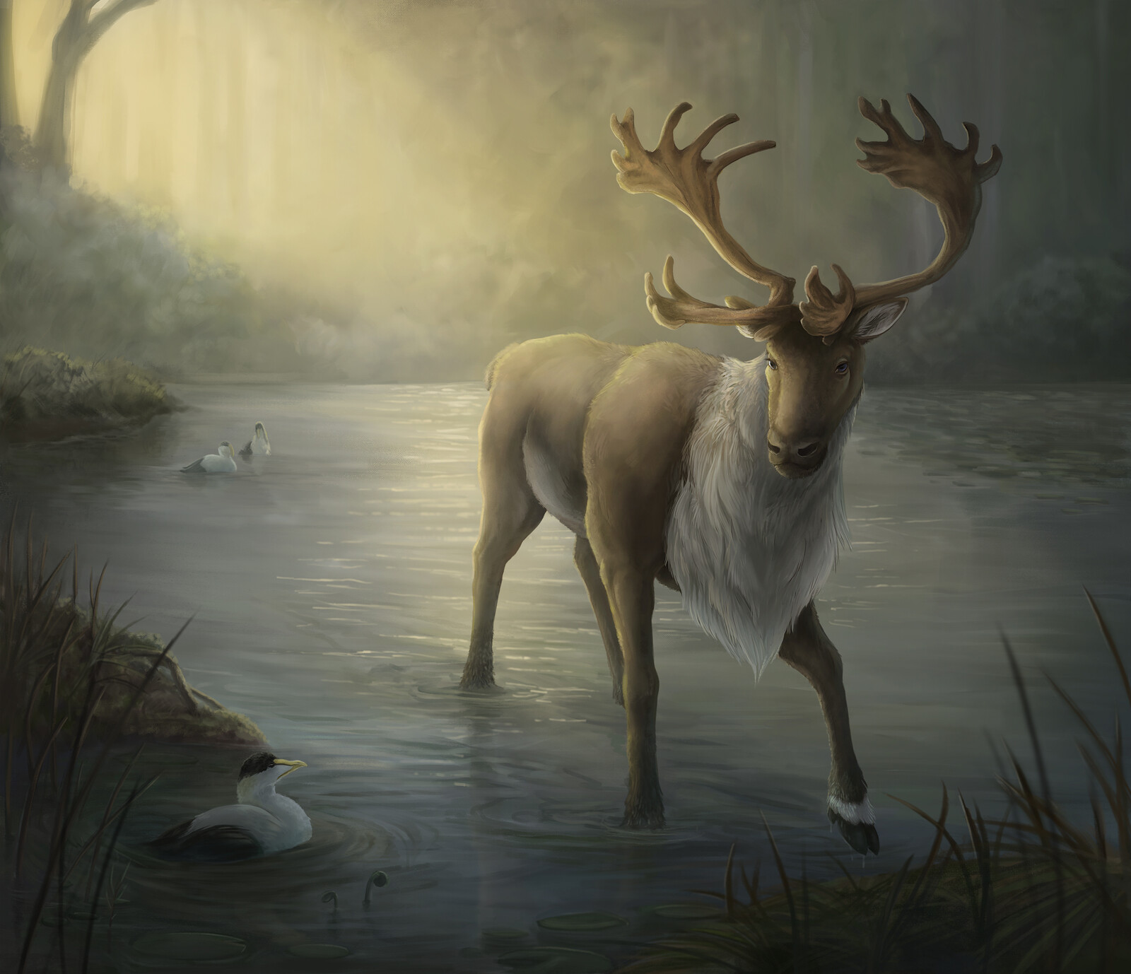 Caribou | Reindeer