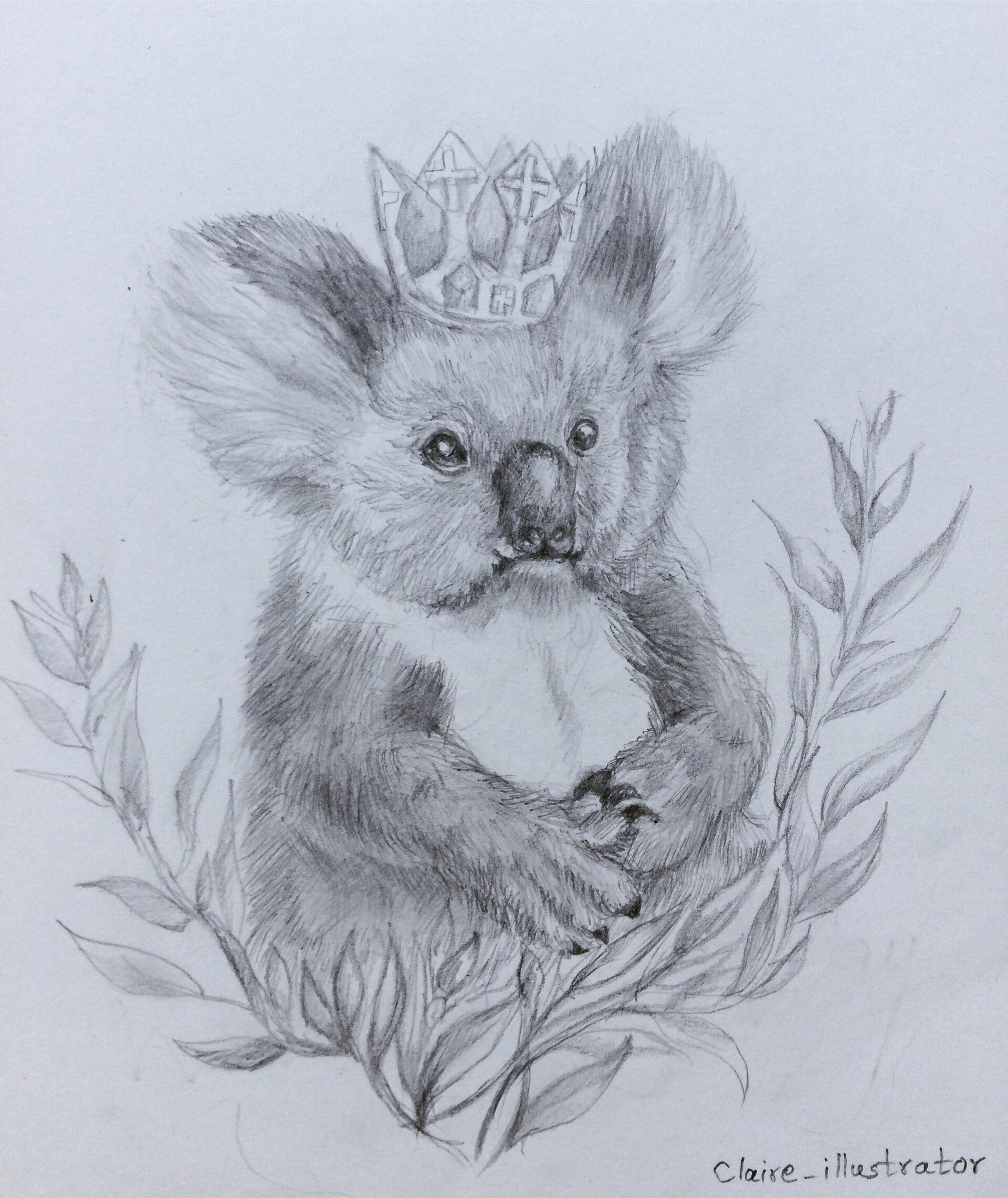 Illustration Wild koala