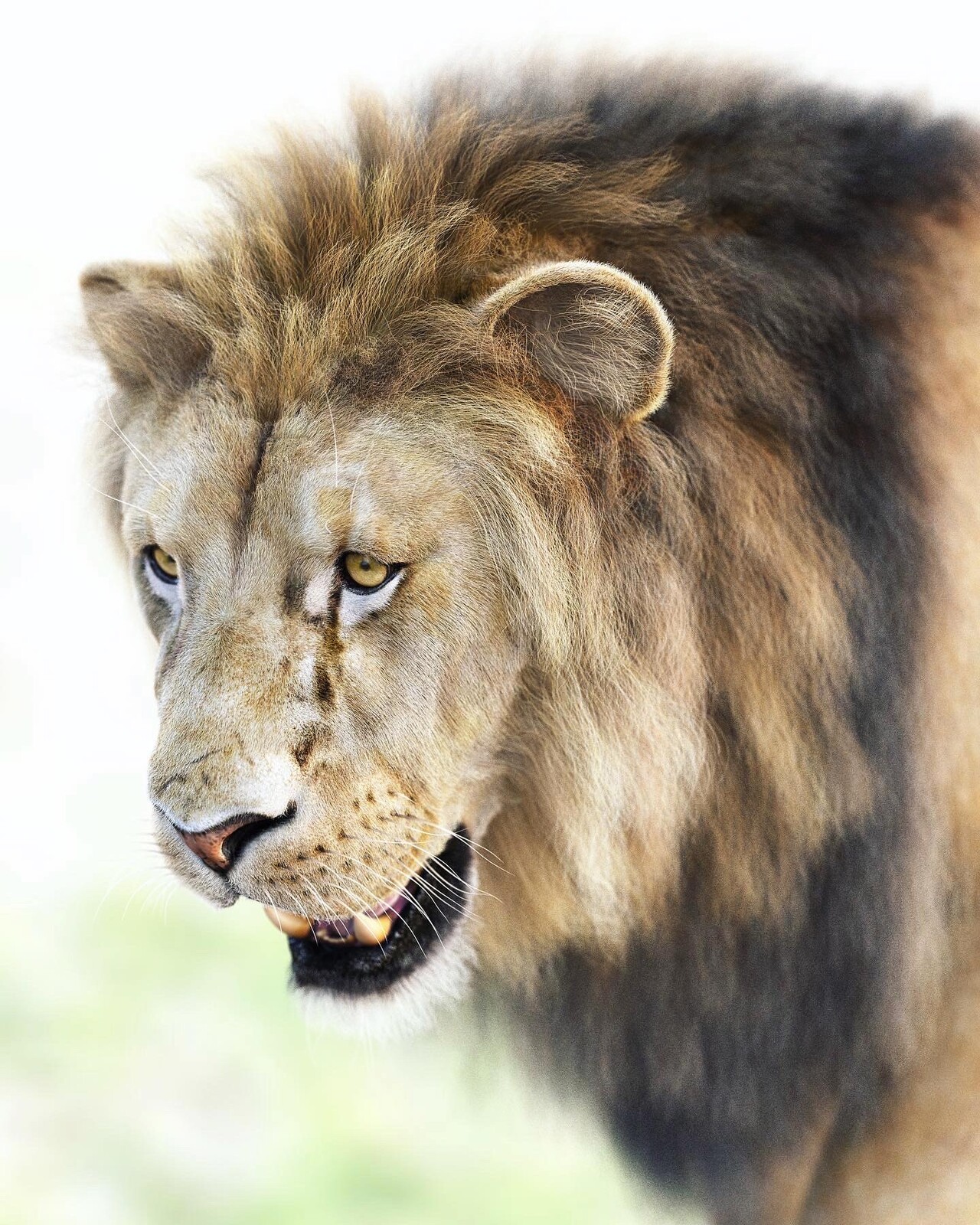Lion Xgen- new angle