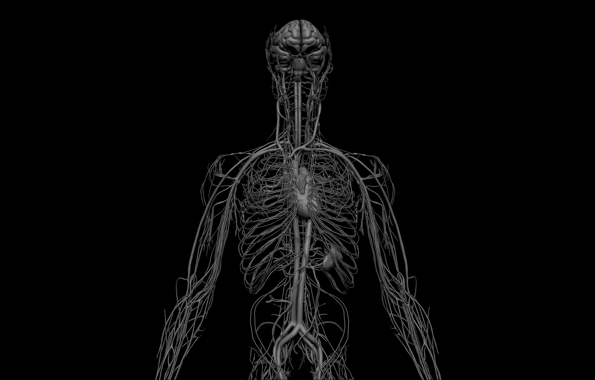 ArtStation - HD Human Anatomy 3D Models