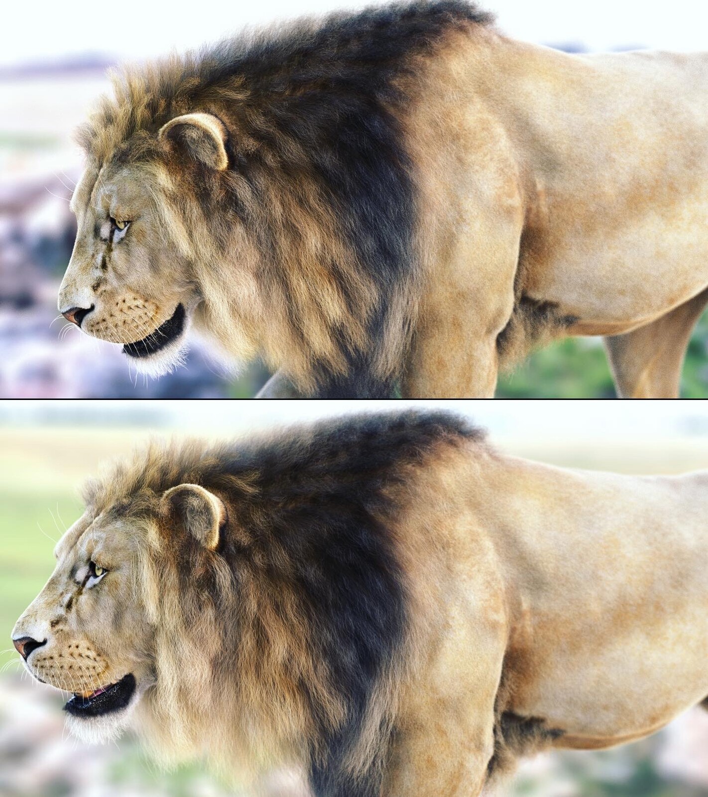 Lion Xgen- more renders
