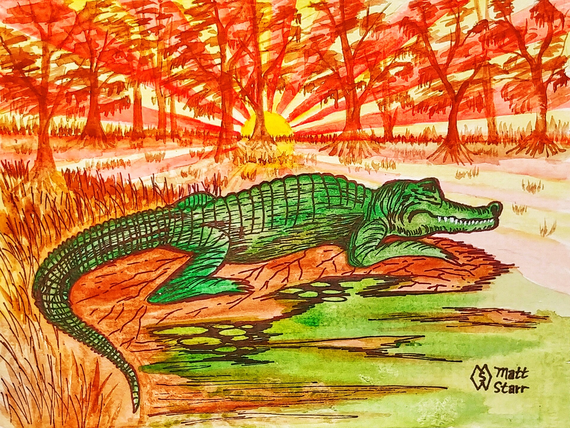 Swamp alligator What Do