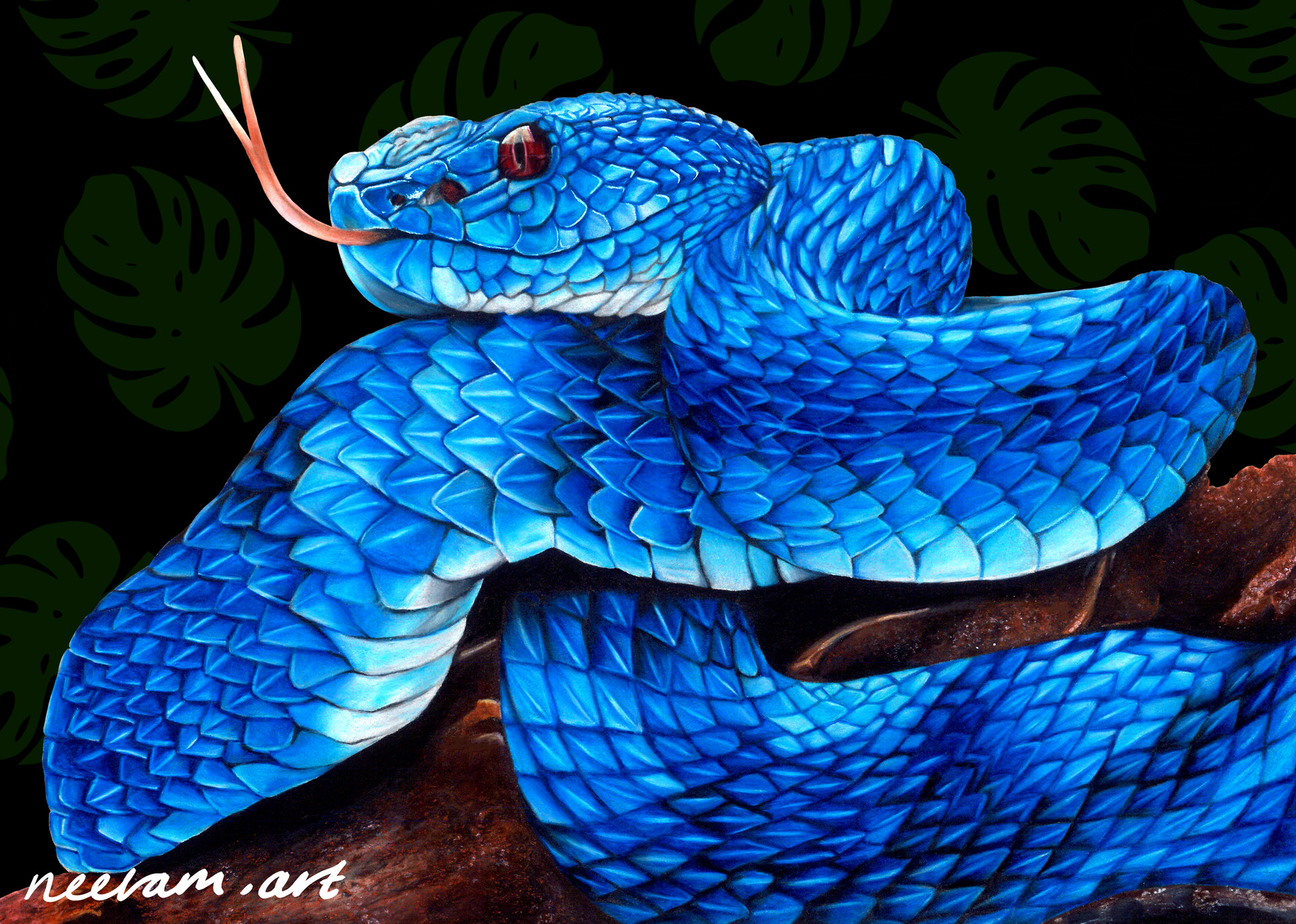 Blue vipers snake HD wallpapers  Pxfuel