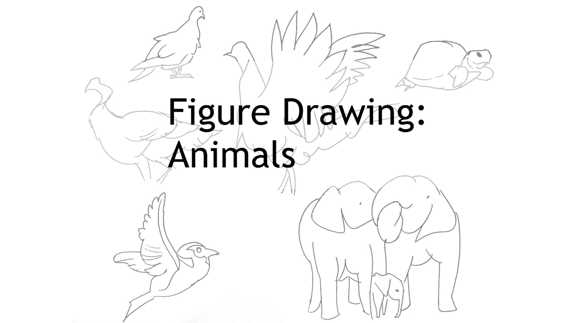 ArtStation - FigureDrawing:Animals