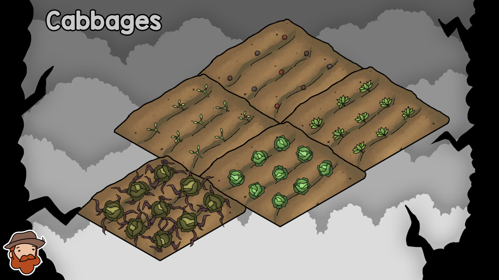 All stages of Cabbages