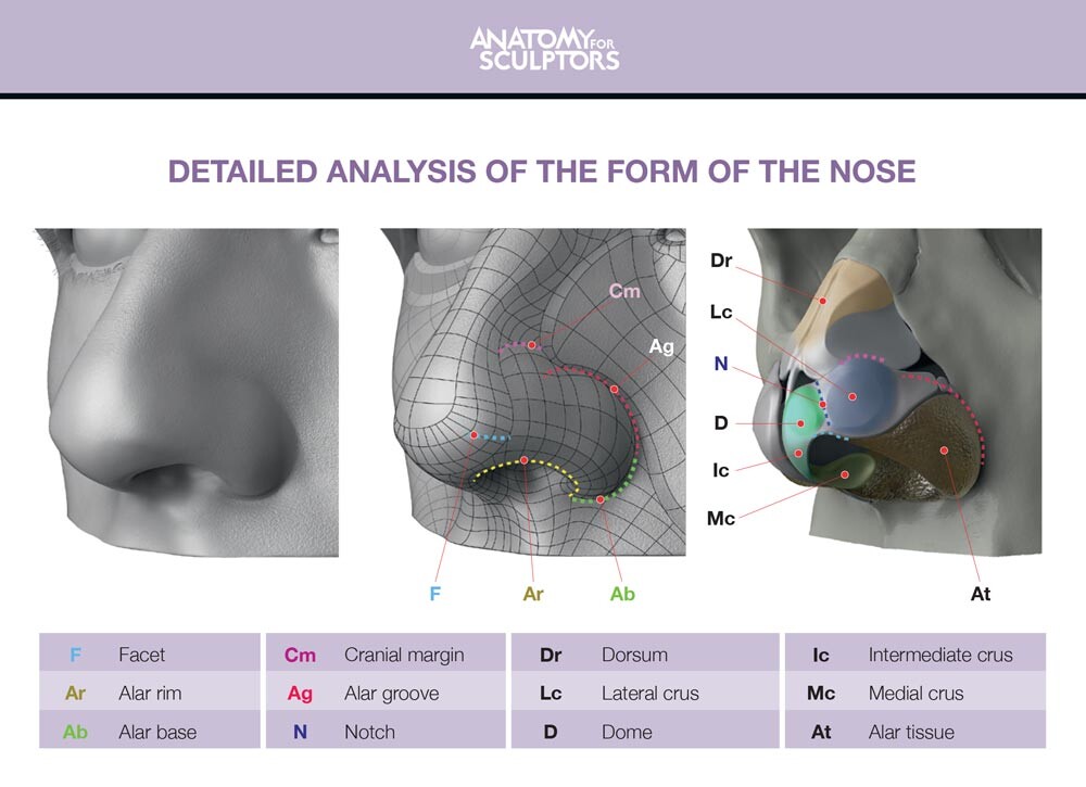 ArtStation Analysis of the nose