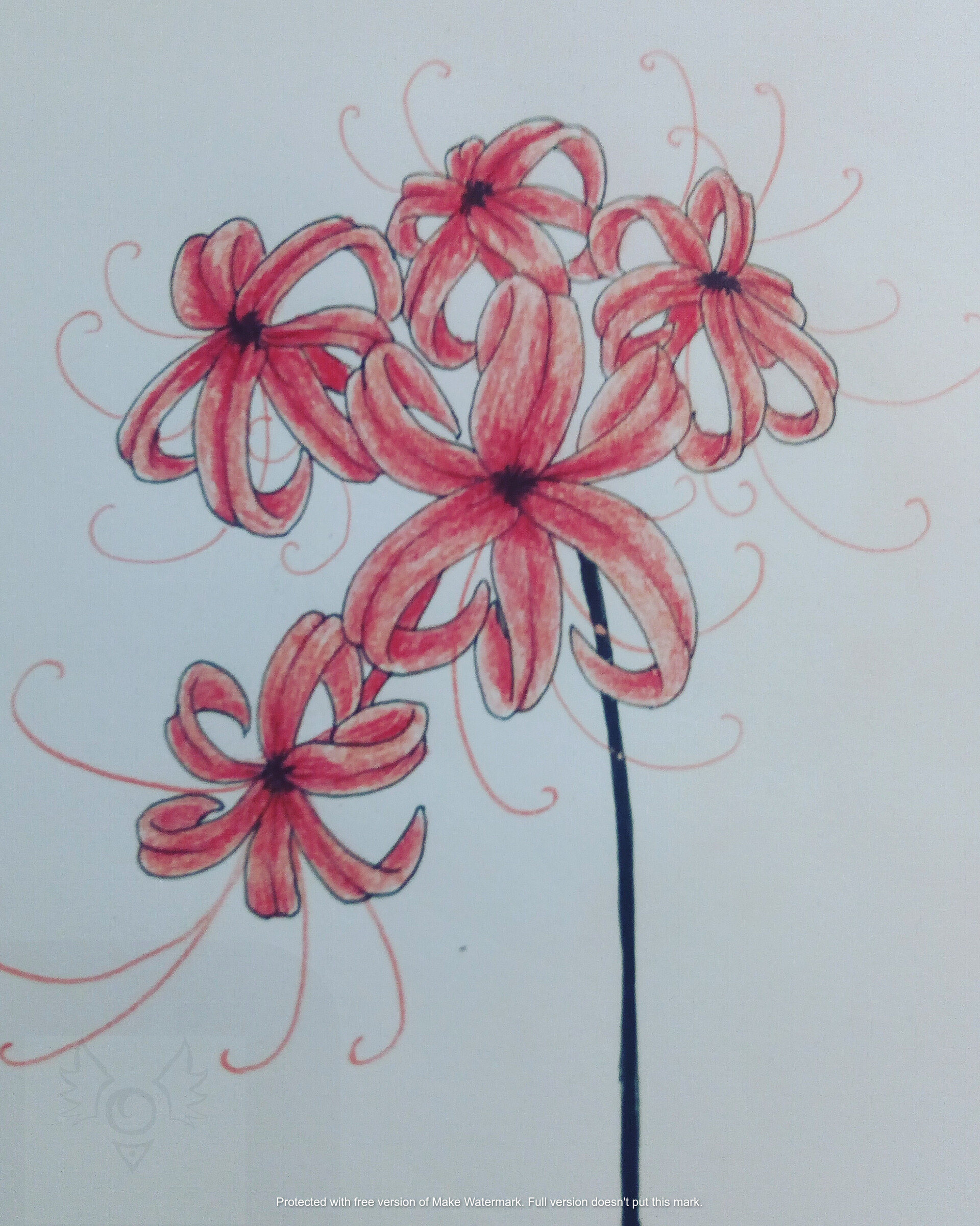 Red Spider Lily Drawing