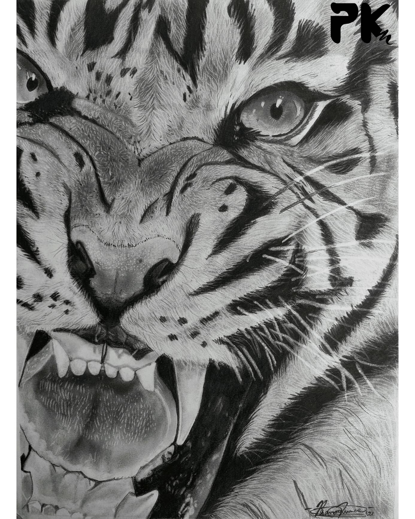 Tiger Drawing Realistic Animal Drawings, Pencil Drawings Of Animals, Charcoal  Art | lupon.gov.ph