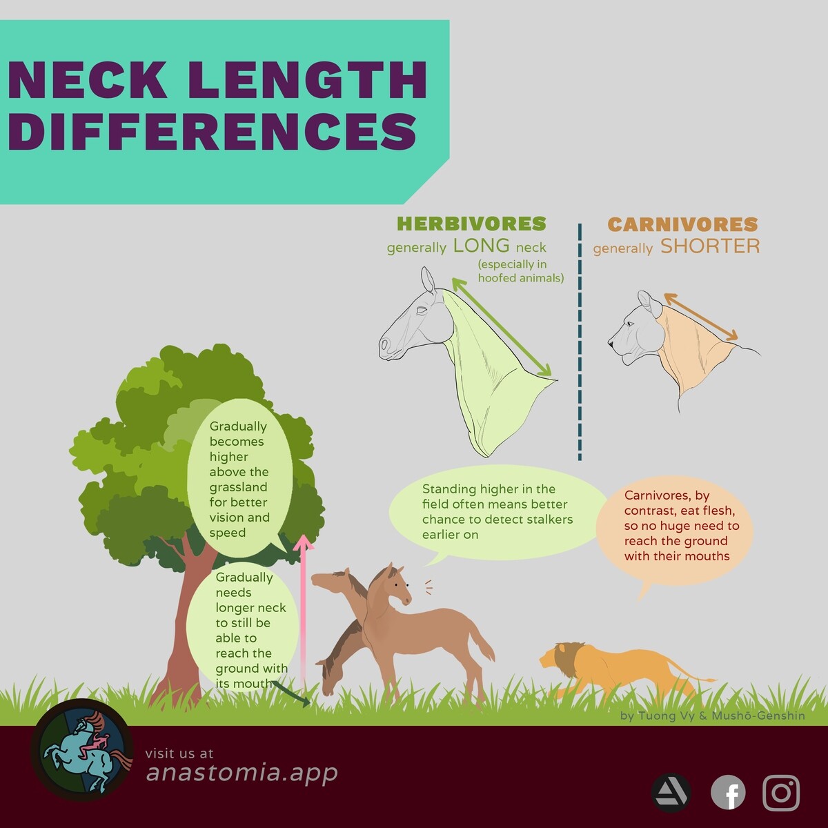 ArtStation - Animal Drawing Quick Tip: Neck Length Differences
