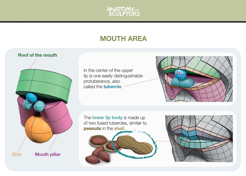 Forming the mouth area - lips