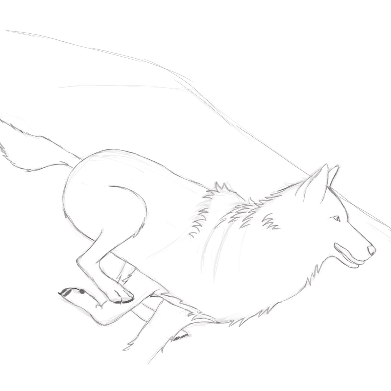 running wolf drawing