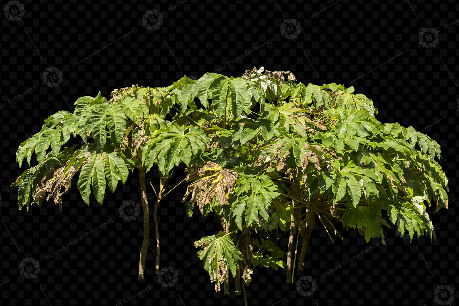 From the PNG Photo Pack: Exotic Trees volume 2

https://www.artstation.com/a/4717987