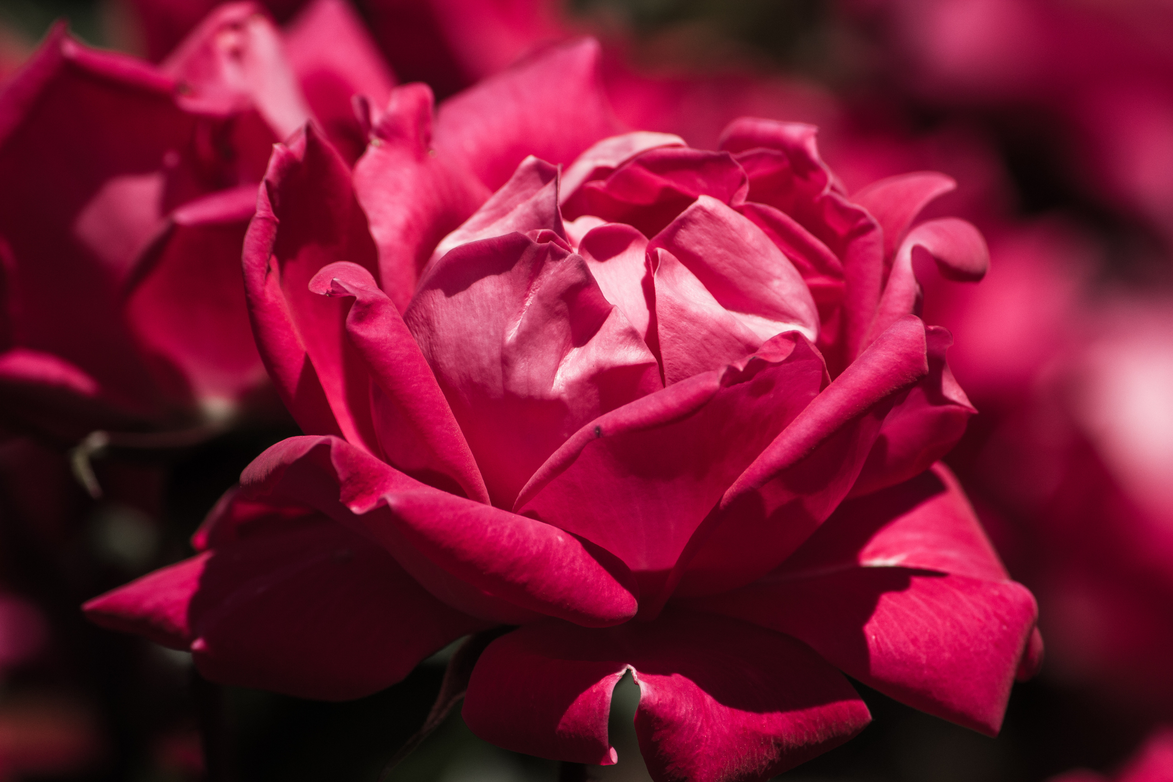 Location: Adelaide Botanical Garden