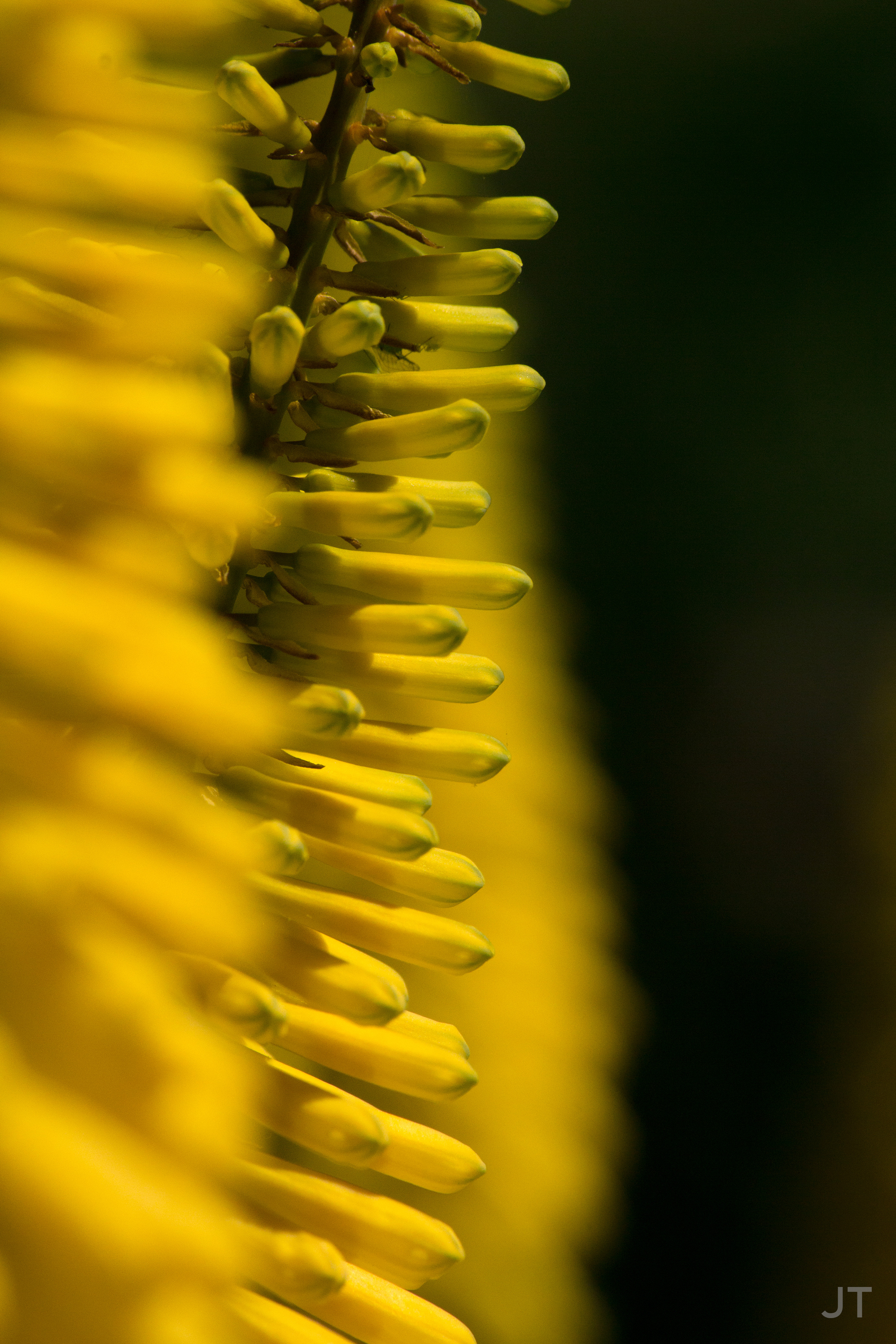 Location: Adelaide Botanical Garden