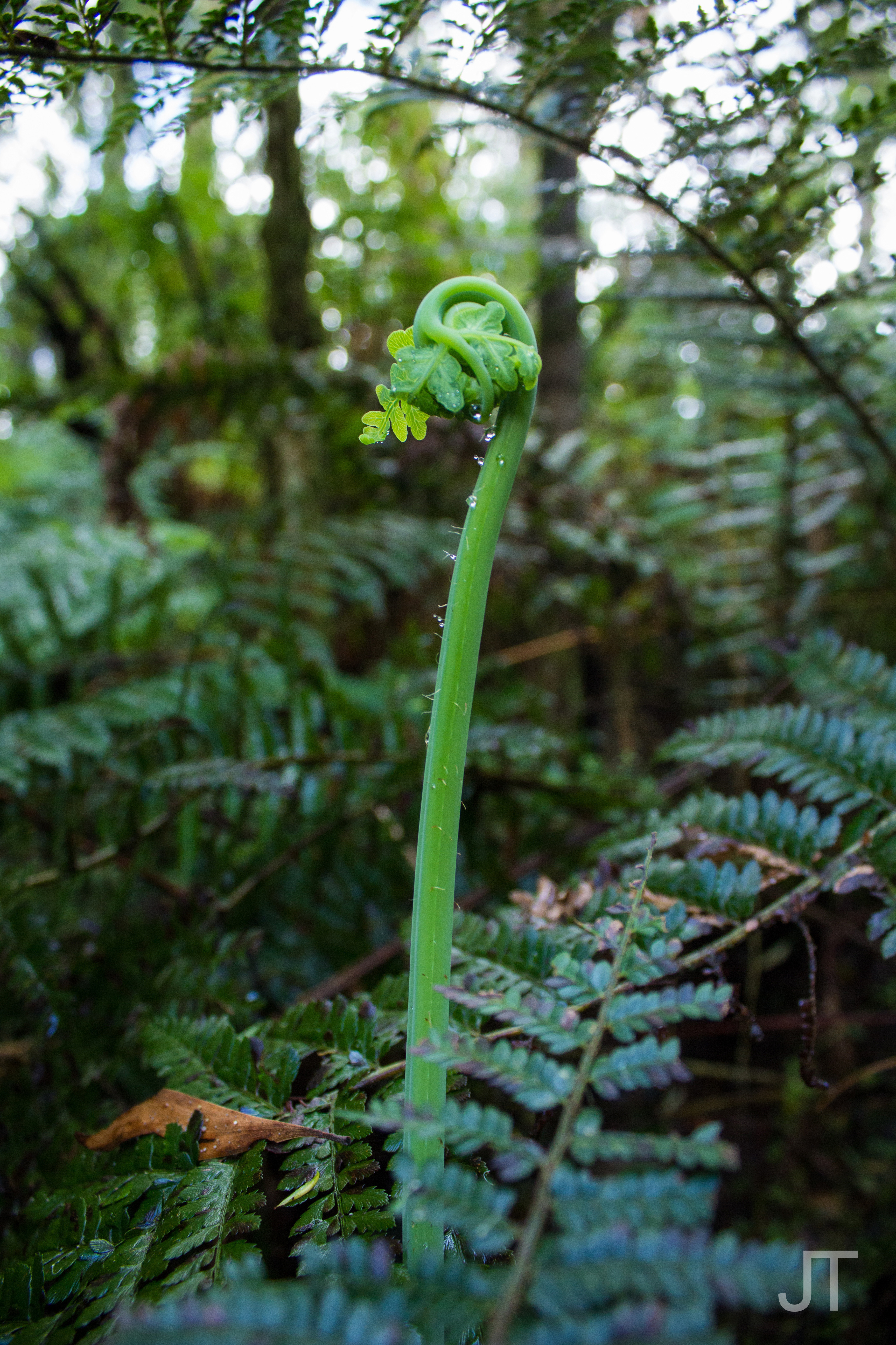 Location: Melbourne - Dandenong Ranges