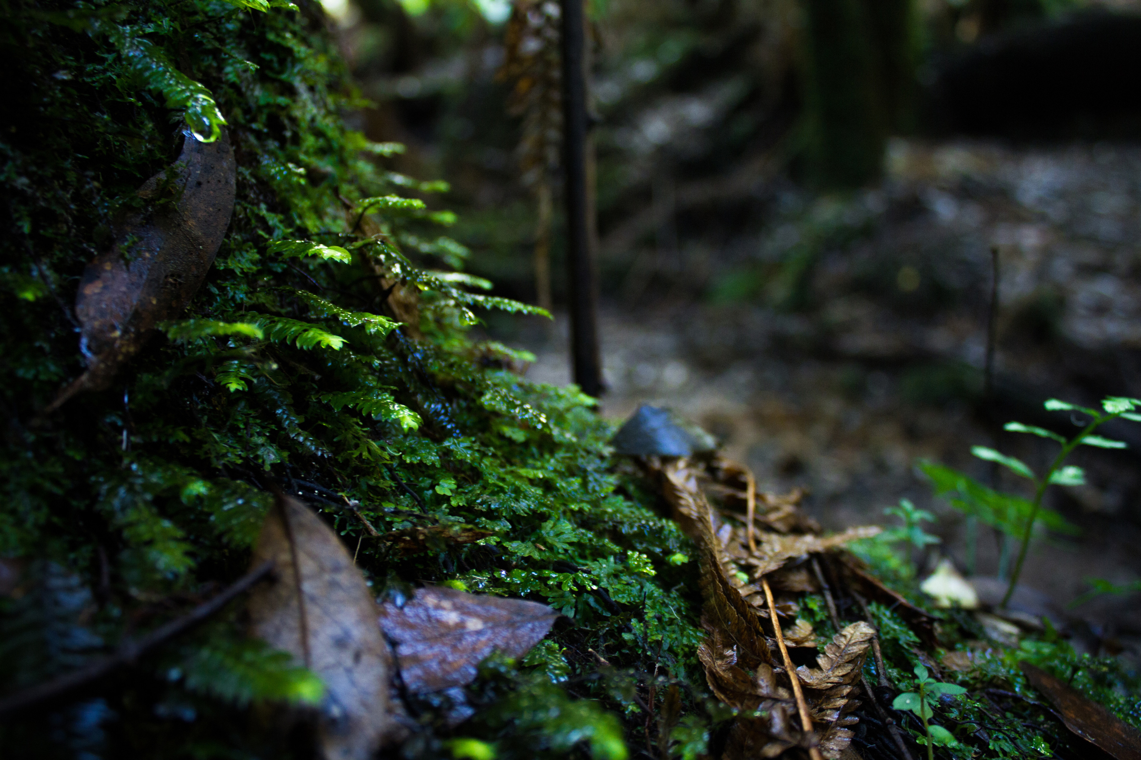 Location: Melbourne - Dandenong Ranges