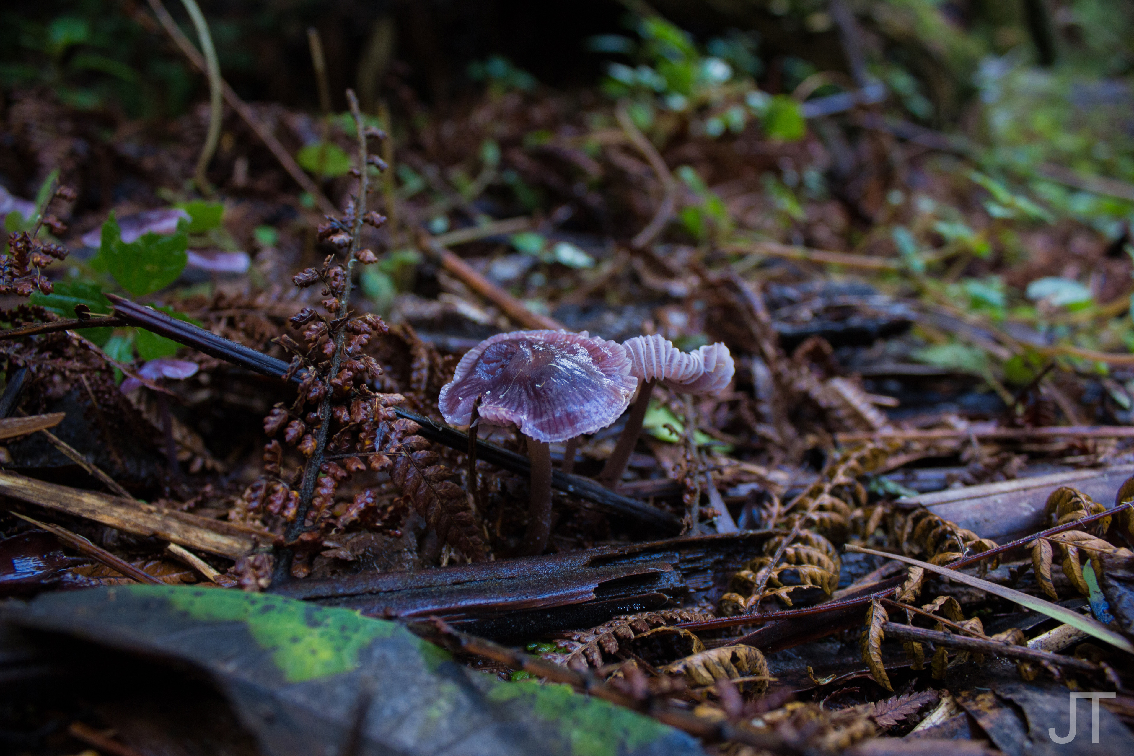 Location: Melbourne - Dandenong Ranges