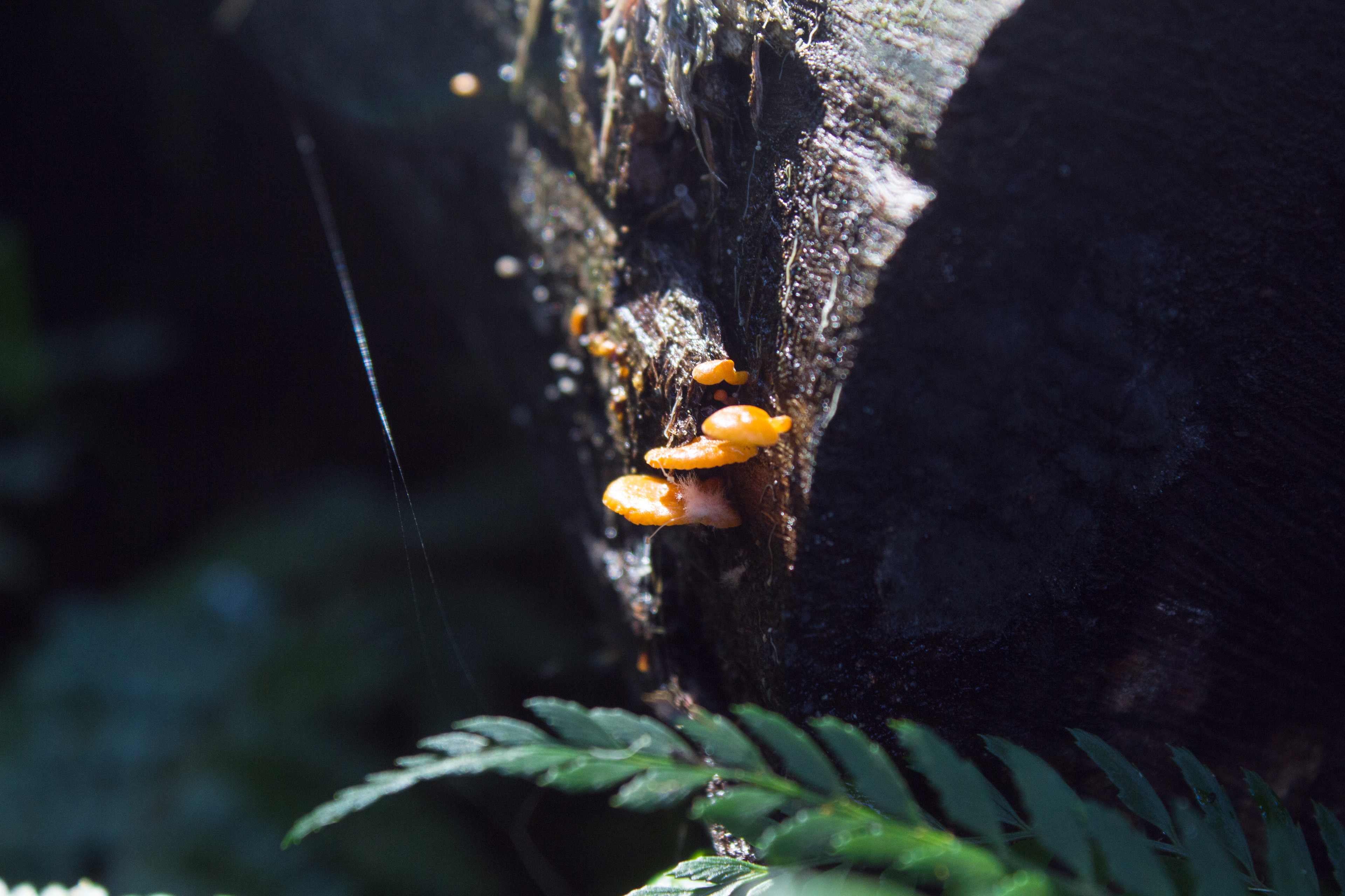 Location: Melbourne - Dandenong Ranges