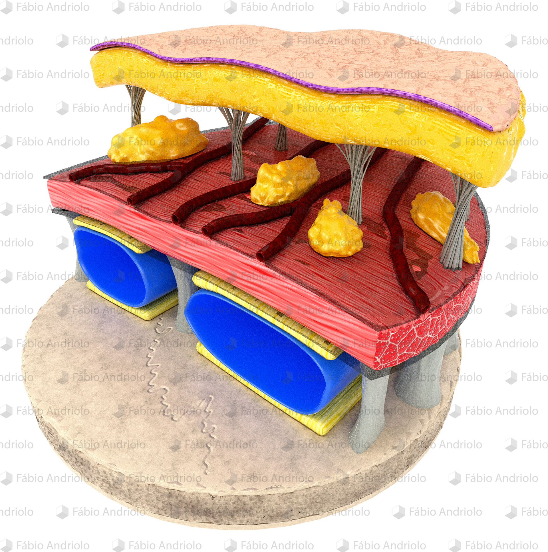 Soft tissue cross section Biology Diagrams