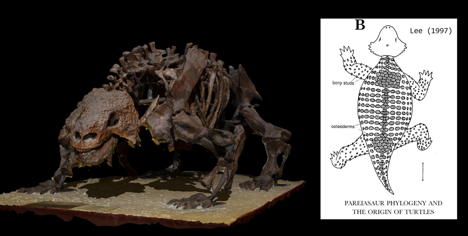 The photogrammetry and one of the few charts about the possible disposition of the osteoderms (it has small conical "studs" over the limbs)